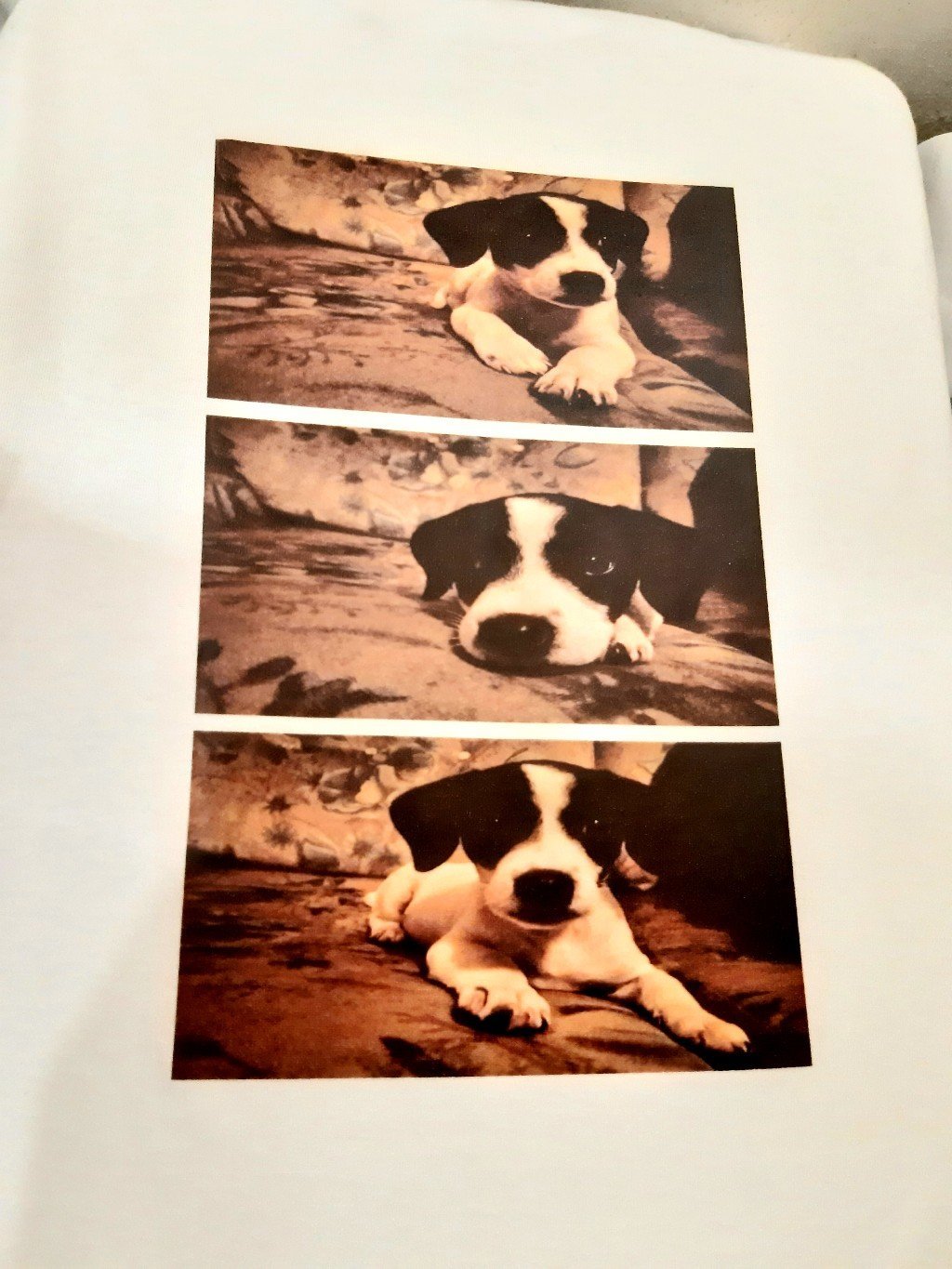 20210426_223354.jpg Moj pas - Слика 1